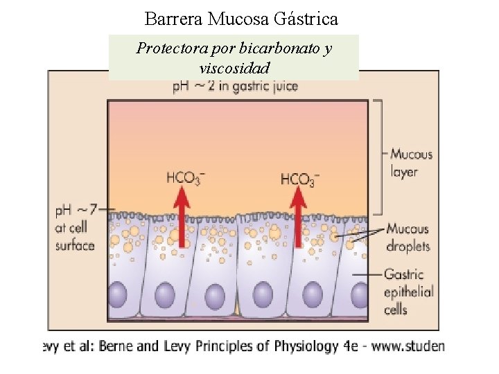 Barrera Mucosa Gástrica Protectora por bicarbonato y viscosidad 