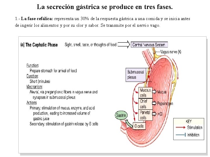 La secreción gástrica se produce en tres fases. 1. - La fase cefálica: representa