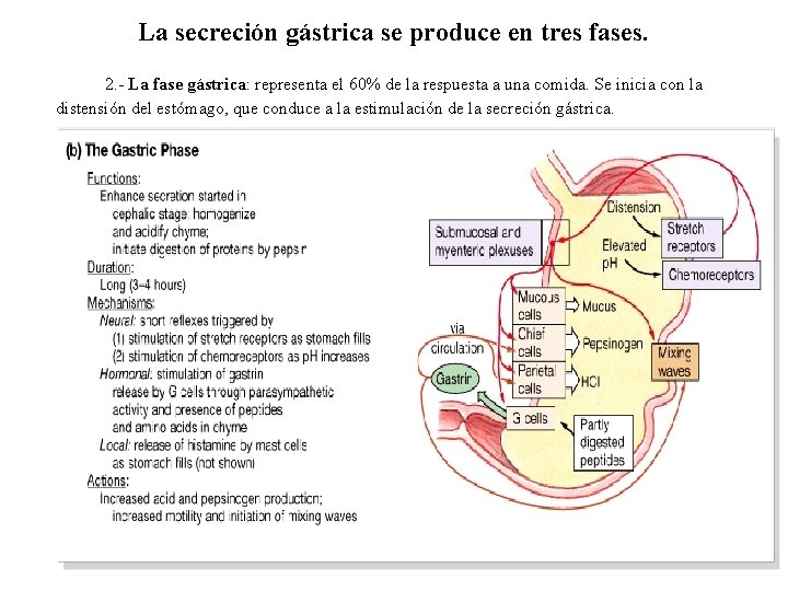 La secreción gástrica se produce en tres fases. 2. - La fase gástrica: representa