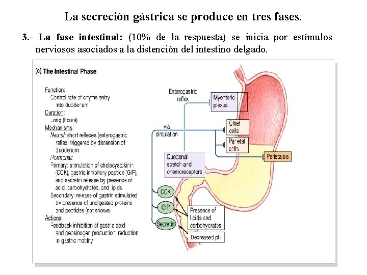 La secreción gástrica se produce en tres fases. 3. - La fase intestinal: (10%