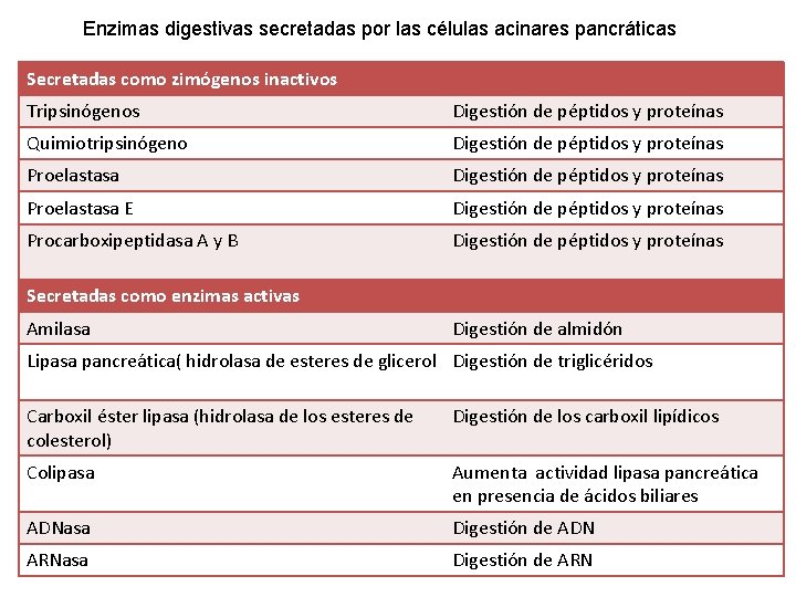 Enzimas digestivas secretadas por las células acinares pancráticas Secretadas como zimógenos inactivos Tripsinógenos Digestión