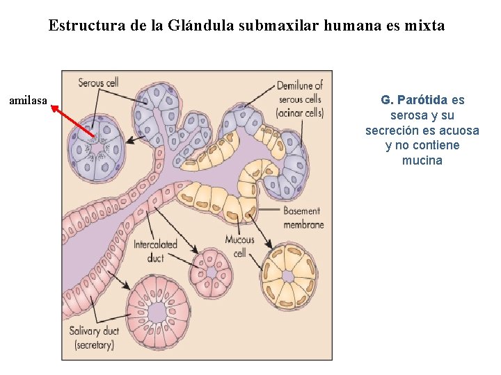 Estructura de la Glándula submaxilar humana es mixta amilasa G. Parótida es serosa y