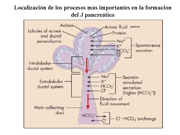 Localización de los procesos más importantes en la formación del J pancreático isotónico 