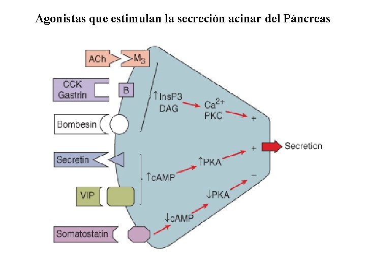 Agonistas que estimulan la secreción acinar del Páncreas 