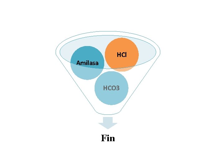 HCl Amilasa HCO 3 Fin 