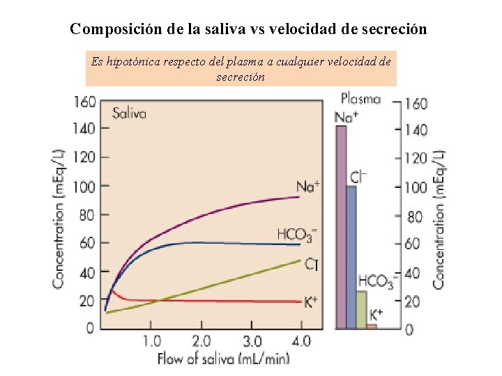 Composición de la saliva vs velocidad de secreción Es hipotónica respecto del plasma a