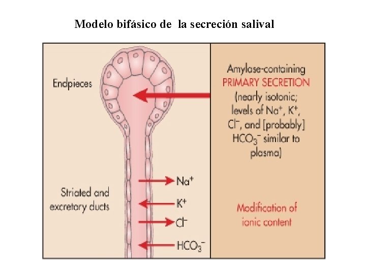 Modelo bifásico de la secreción salival 