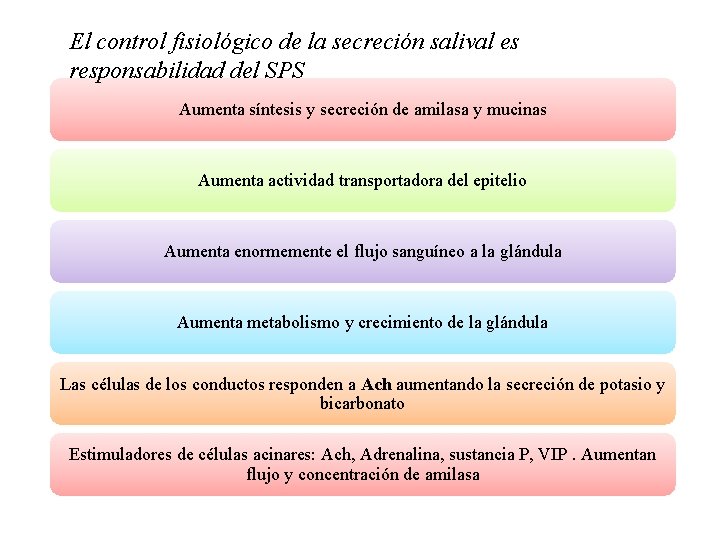 El control fisiológico de la secreción salival es responsabilidad del SPS Aumenta síntesis y