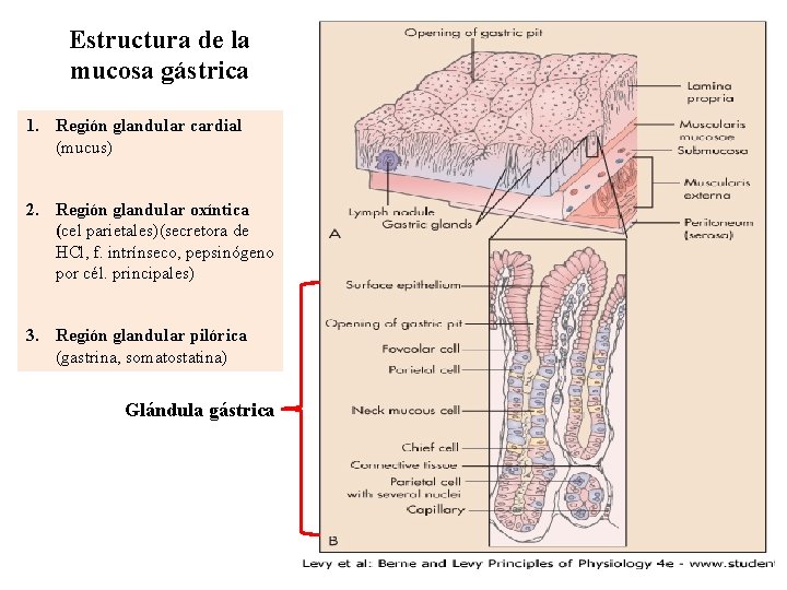 Estructura de la mucosa gástrica 1. Región glandular cardial (mucus) 2. Región glandular oxíntica