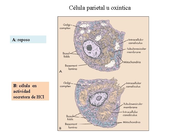 Célula parietal u oxíntica A: reposo B: célula en actividad secretora de HCl 