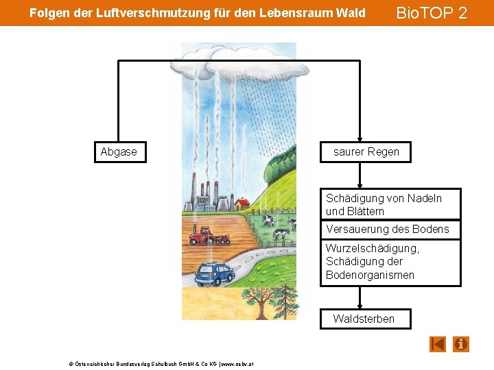 Folgen der Luftverschmutzung für den Lebensraum Wald Abgase Bio. TOP 2 saurer Regen Schädigung