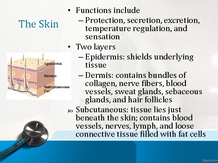 The Skin • Functions include – Protection, secretion, excretion, temperature regulation, and sensation •