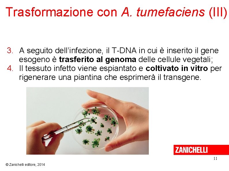 Trasformazione con A. tumefaciens (III) 3. A seguito dell’infezione, il T-DNA in cui è