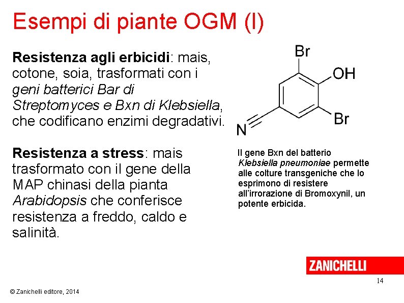 Esempi di piante OGM (I) Resistenza agli erbicidi: mais, cotone, soia, trasformati con i