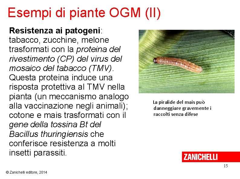 Esempi di piante OGM (II) Resistenza ai patogeni: tabacco, zucchine, melone trasformati con la