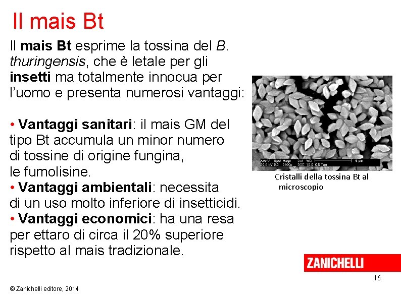 Il mais Bt esprime la tossina del B. thuringensis, che è letale per gli