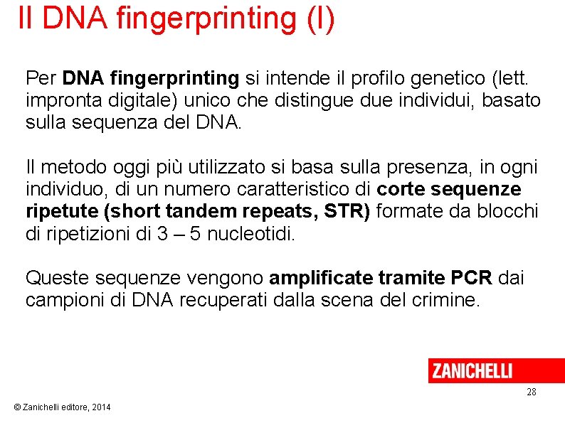 Il DNA fingerprinting (I) Per DNA fingerprinting si intende il profilo genetico (lett. impronta