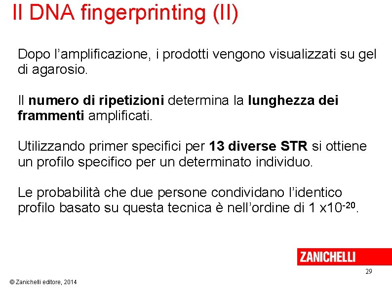 Il DNA fingerprinting (II) Dopo l’amplificazione, i prodotti vengono visualizzati su gel di agarosio.