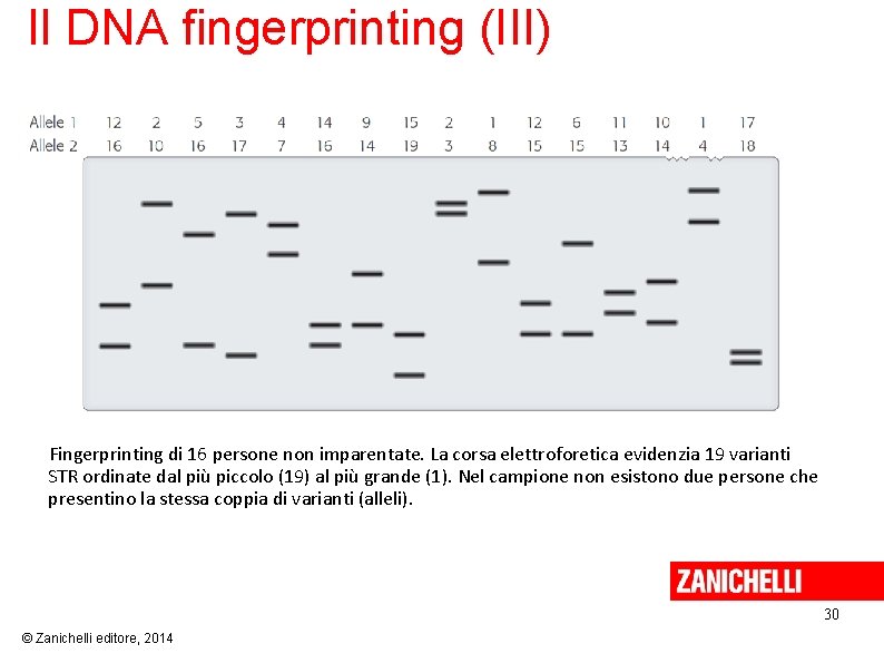 Il DNA fingerprinting (III) Fingerprinting di 16 persone non imparentate. La corsa elettroforetica evidenzia