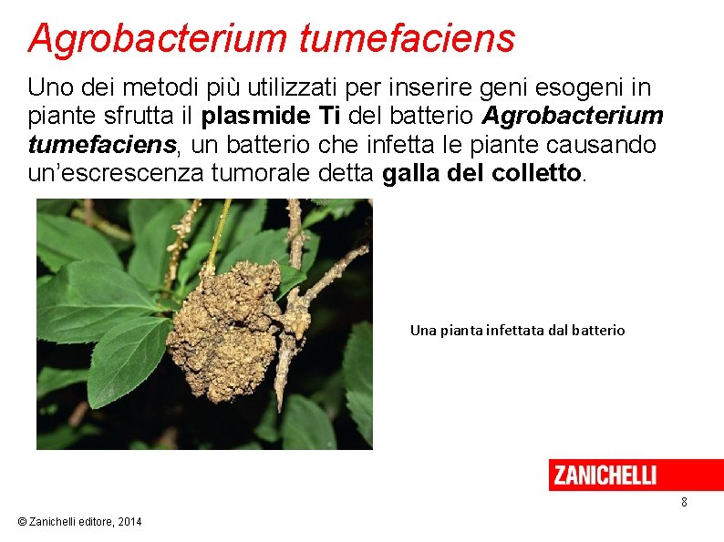 Agrobacterium tumefaciens Uno dei metodi più utilizzati per inserire geni esogeni in piante sfrutta