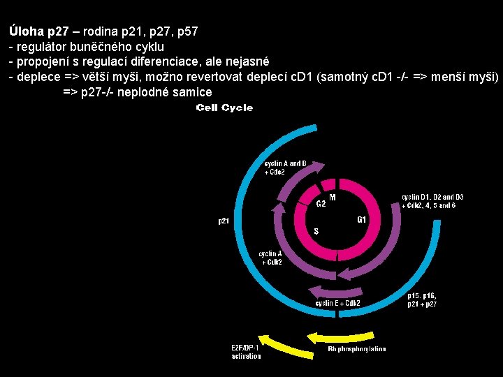 Úloha p 27 – rodina p 21, p 27, p 57 - regulátor buněčného