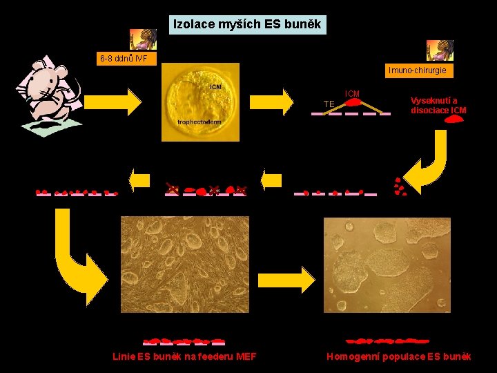 Izolace myších ES buněk 6 -8 ddnů IVF Imuno-chirurgie 4 -5 dní 3, 5