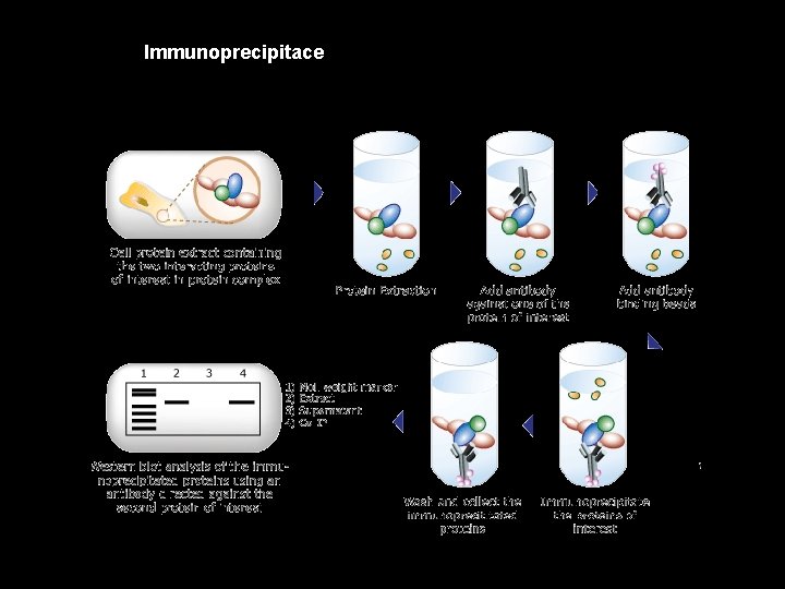 Immunoprecipitace 