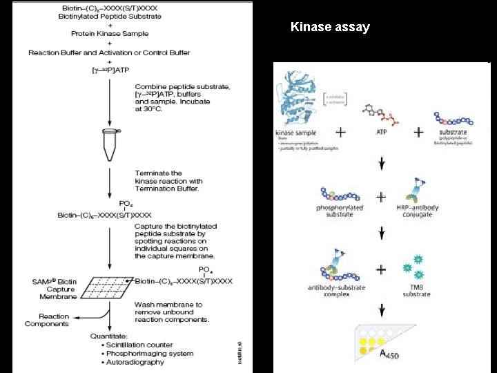 Kinase assay 