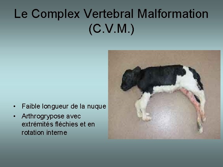 Le Complex Vertebral Malformation (C. V. M. ) • Faible longueur de la nuque