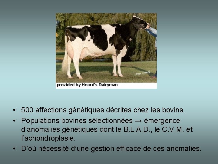  • 500 affections génétiques décrites chez les bovins. • Populations bovines sélectionnées →