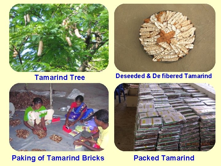Tamarind Tree Paking of Tamarind Bricks Deseeded & De fibered Tamarind Packed Tamarind 