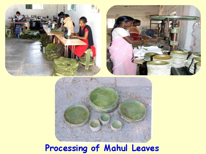 Processing of Mahul Leaves 