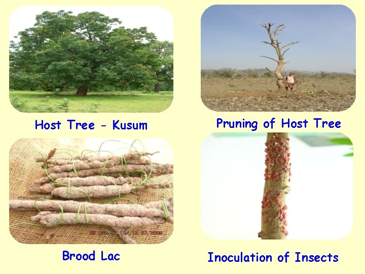 v Host Tree - Kusum Brood Lac Pruning of Host Tree Inoculation of Insects