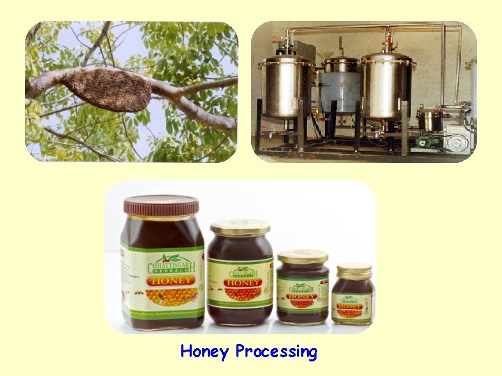 Honey Processing 