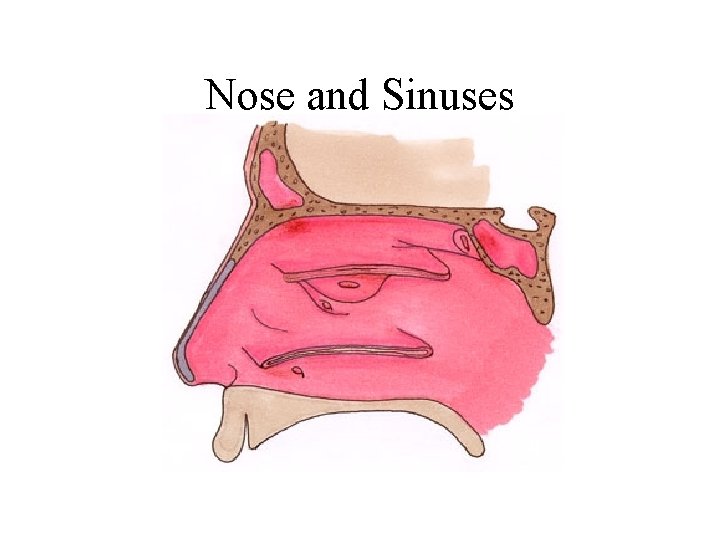 Nose and Sinuses 