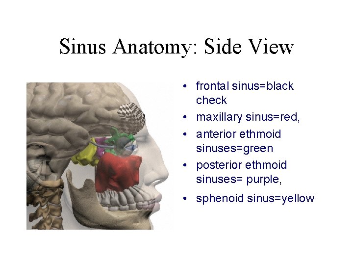 Sinus Anatomy: Side View • frontal sinus=black check • maxillary sinus=red, • anterior ethmoid