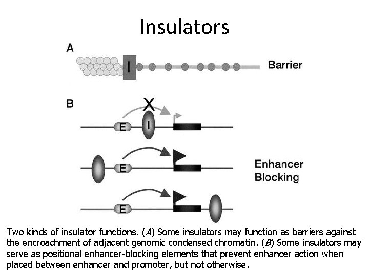 Insulators Two kinds of insulator functions. (A) Some insulators may function as barriers against