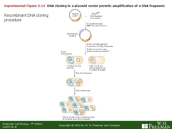 Experimental Figure 5. 14 DNA cloning in a plasmid vector permits amplification of a