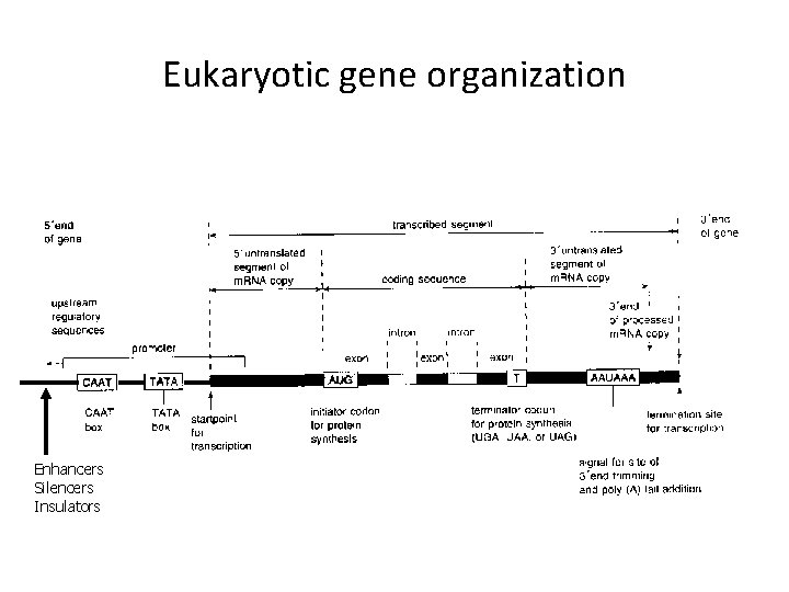 Eukaryotic gene organization Enhancers Silencers Insulators 