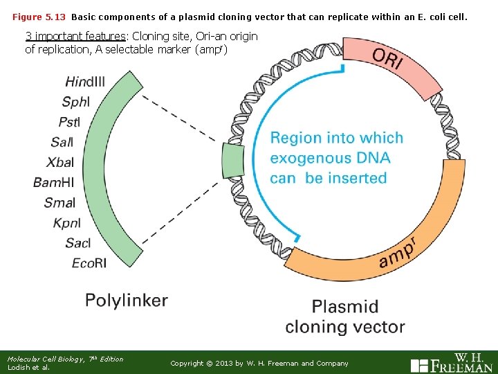 Figure 5. 13 Basic components of a plasmid cloning vector that can replicate within