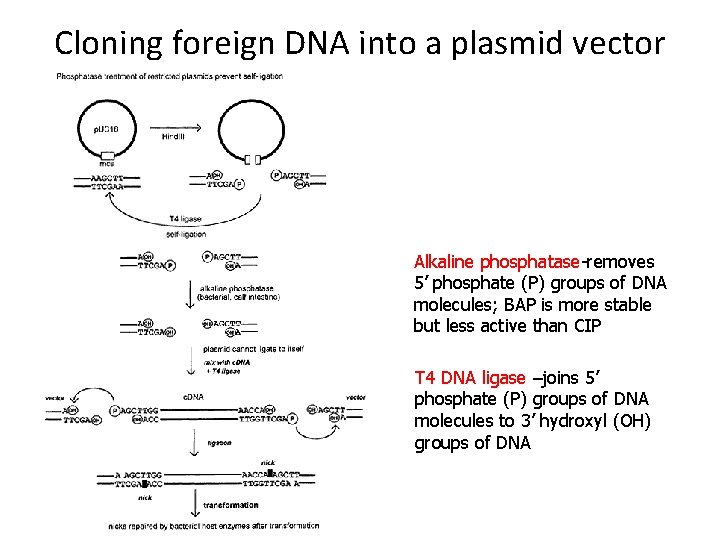 Cloning foreign DNA into a plasmid vector Alkaline phosphatase-removes 5’ phosphate (P) groups of