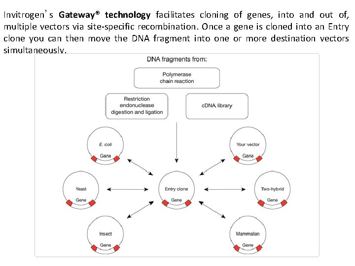 Invitrogen’s Gateway® technology facilitates cloning of genes, into and out of, multiple vectors via