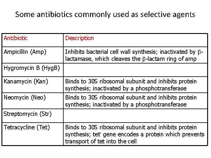 Some antibiotics commonly used as selective agents Antibiotic Description Ampicillin (Amp) Inhibits bacterial cell