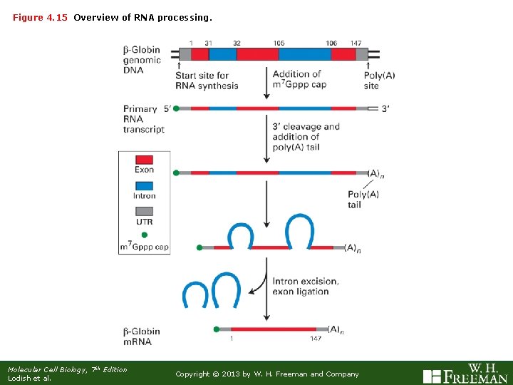 Figure 4. 15 Overview of RNA processing. Molecular Cell Biology, 7 th Edition Lodish