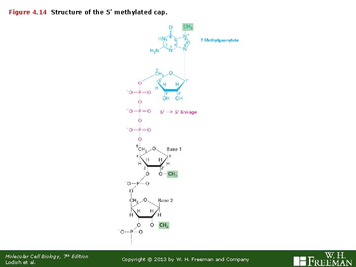 Figure 4. 14 Structure of the 5’ methylated cap. Molecular Cell Biology, 7 th