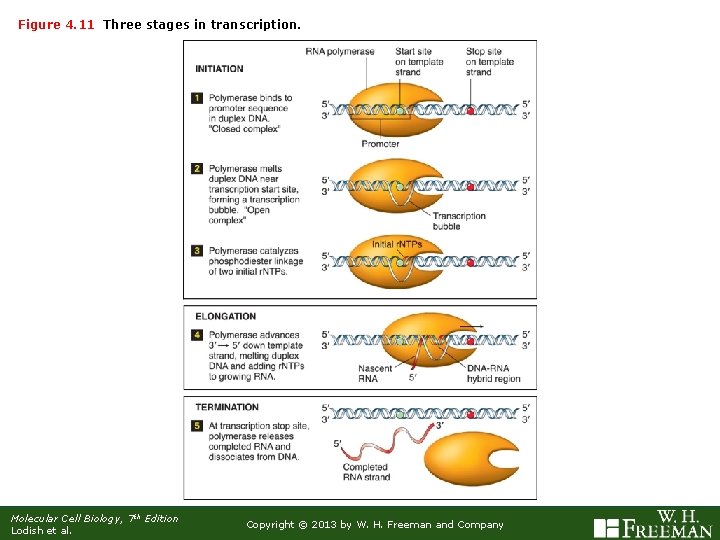 Figure 4. 11 Three stages in transcription. Molecular Cell Biology, 7 th Edition Lodish