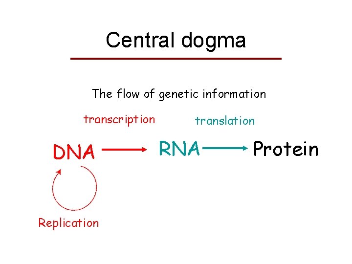Central dogma The flow of genetic information transcription DNA Replication translation RNA Protein 
