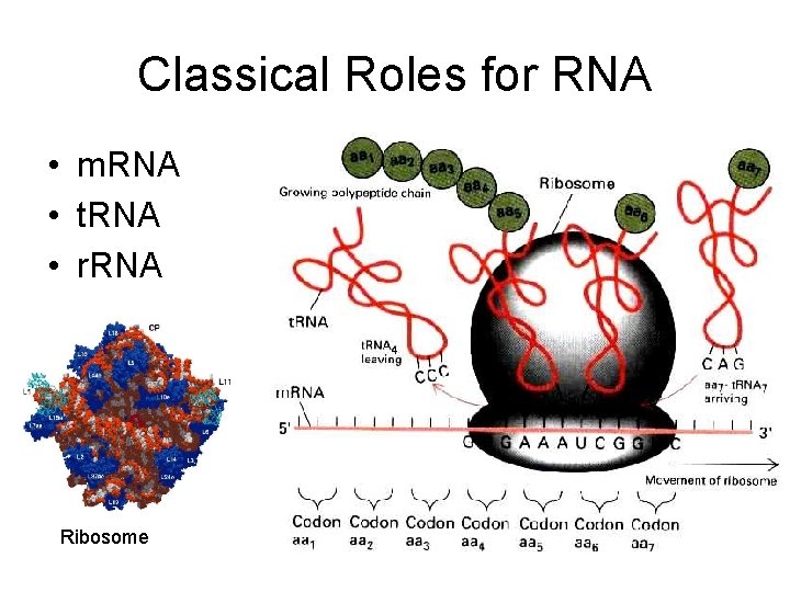 Classical Roles for RNA • m. RNA • t. RNA • r. RNA Ribosome