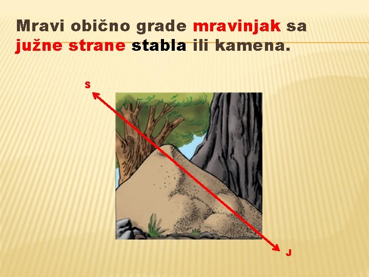 Mravi obično grade mravinjak sa južne strane stabla ili kamena. S J Mravi obično grade mravinjak sa južne strane stabla ili kamena. S J
