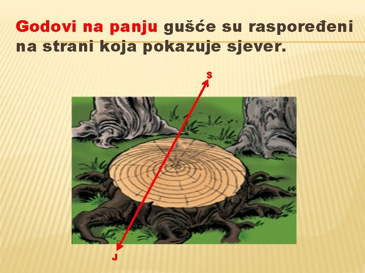 Godovi na panju gušće su raspoređeni na strani koja pokazuje sjever. S J Godovi na panju gušće su raspoređeni na strani koja pokazuje sjever. S J